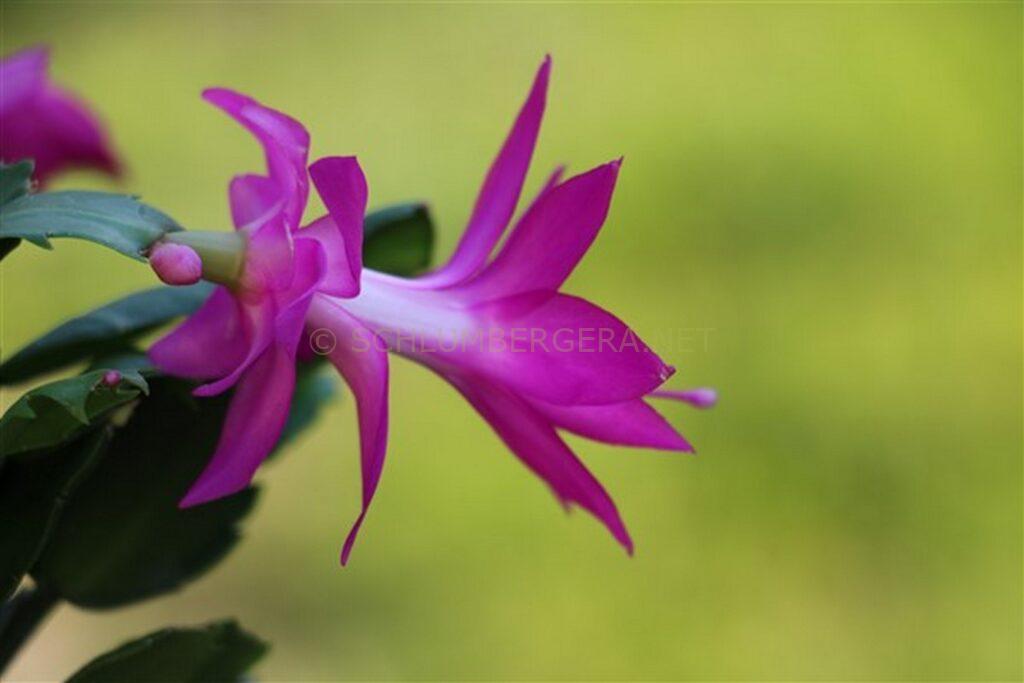 Schlumbergera 'The Princess'