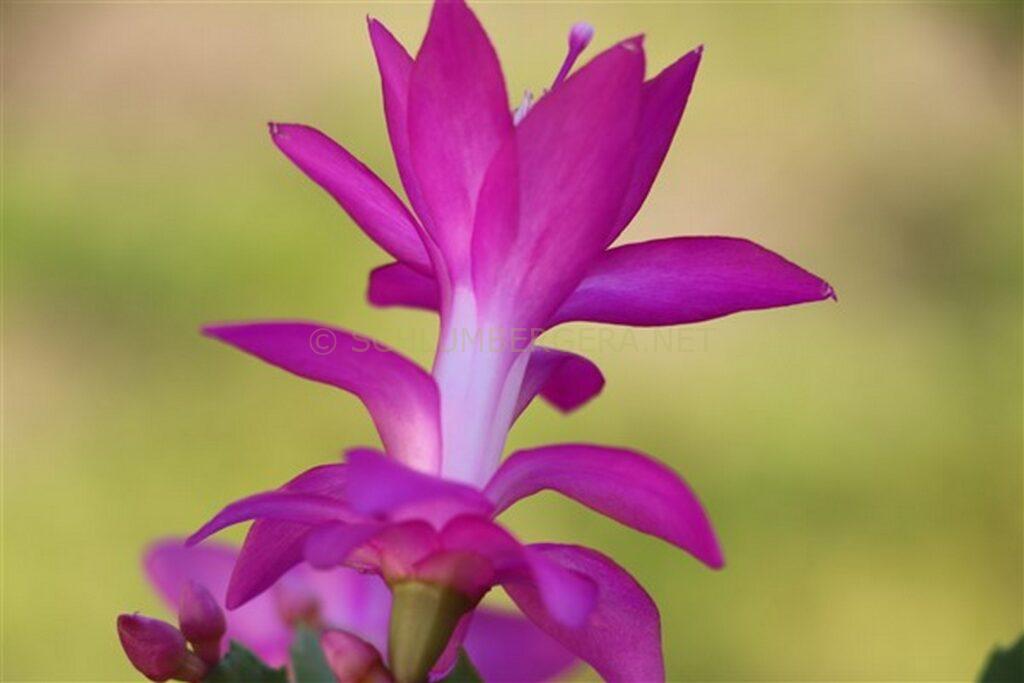 Schlumbergera 'The Princess'