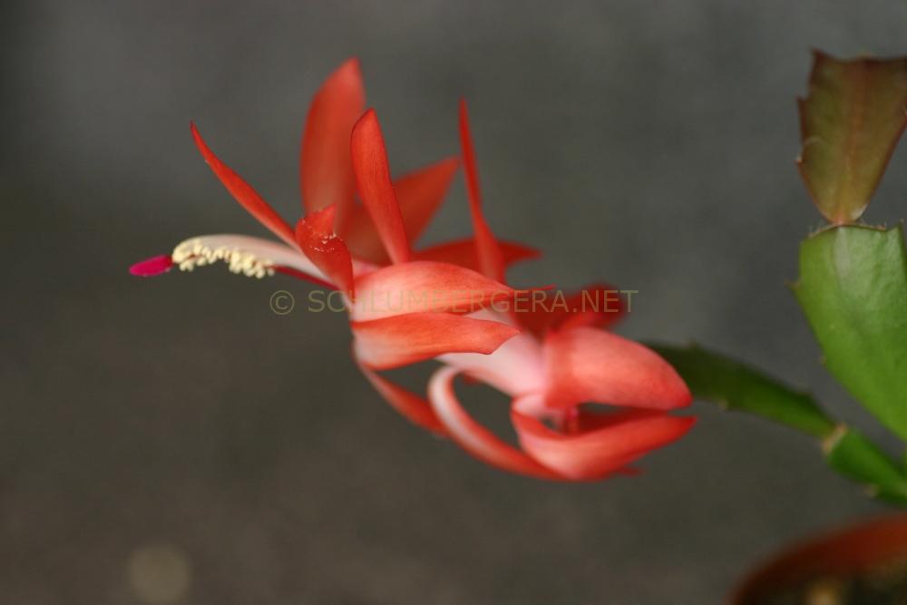 Schlumbergera 'Thor Alice'