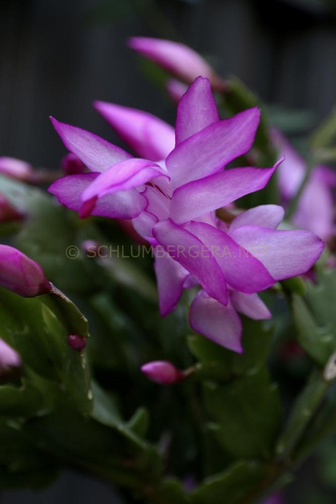 Schlumbergera 'Thor Tina'