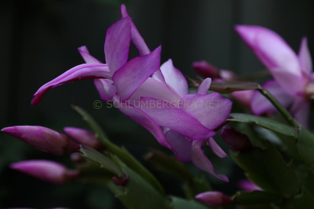 Schlumbergera 'Thor Tina'