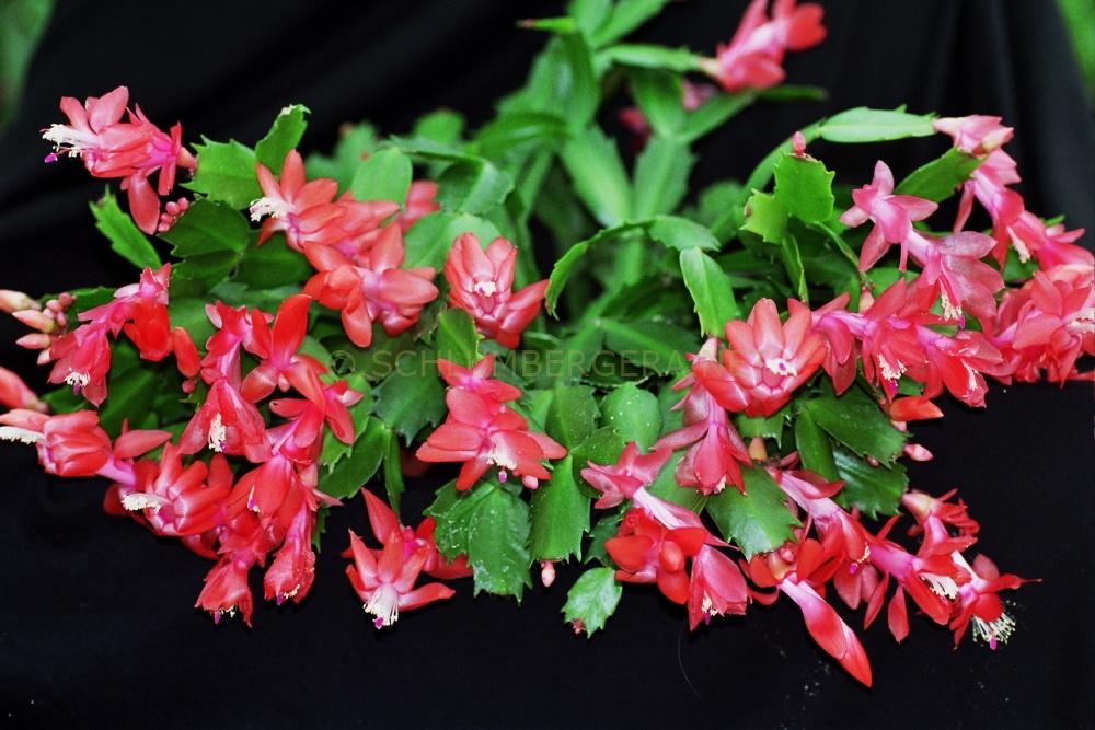 Schlumbergera 'Thor Vida'