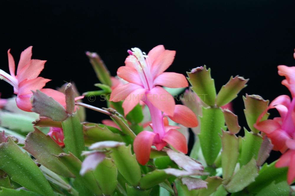 Schlumbergera 'Thor Vita'