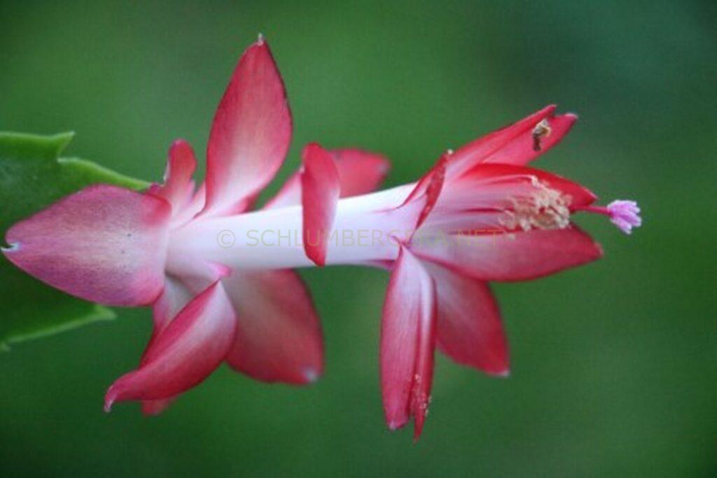 Schlumbergera 'Urania'
