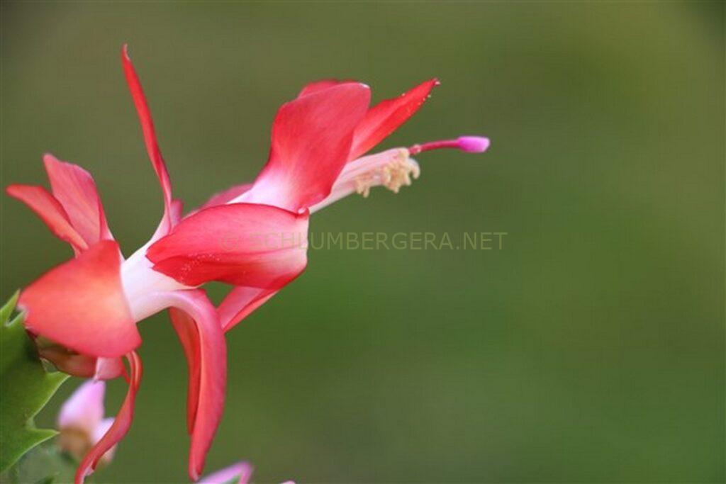 Schlumbergera 'Urania'