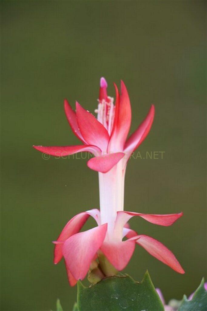 Schlumbergera 'Urania'