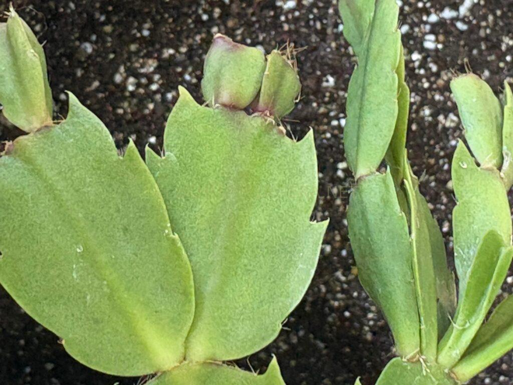 Schlumbergera 'Urania'