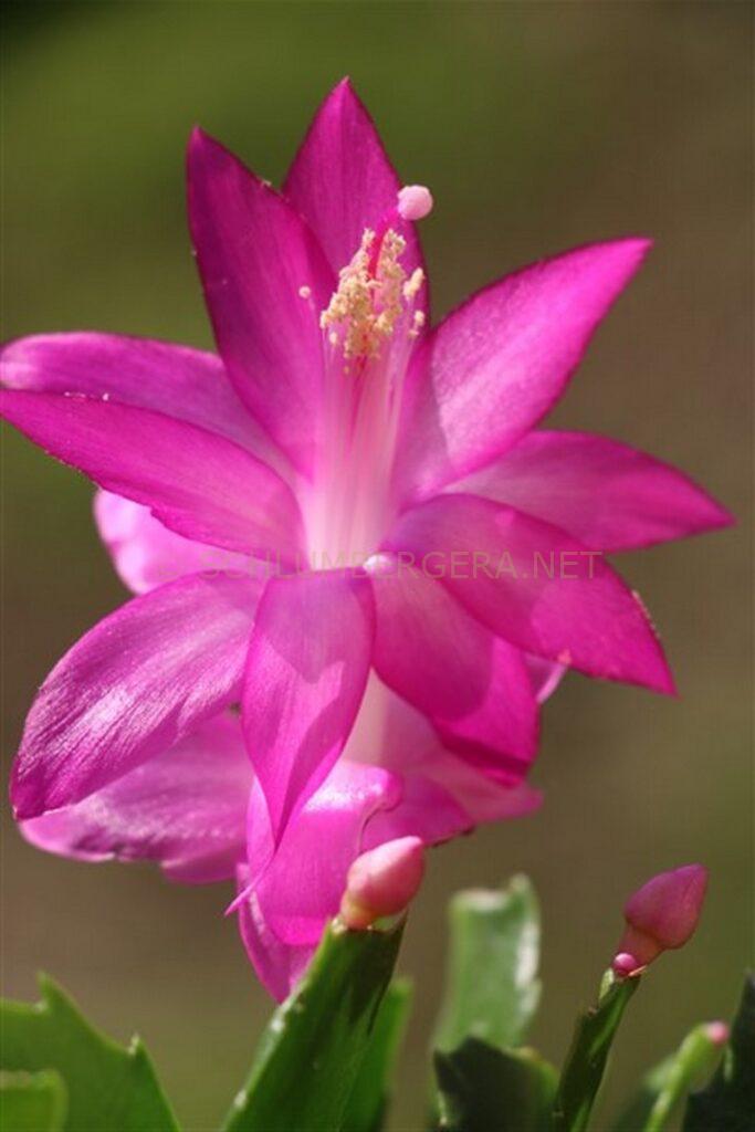 Schlumbergera 'Utopia'