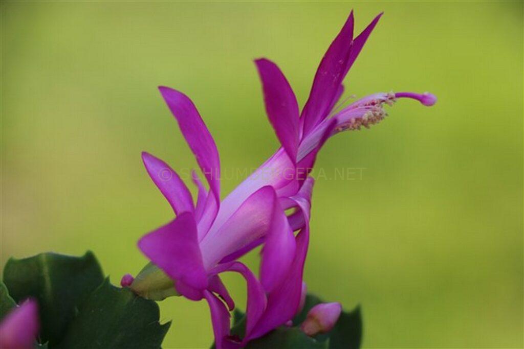Schlumbergera 'Utopia'