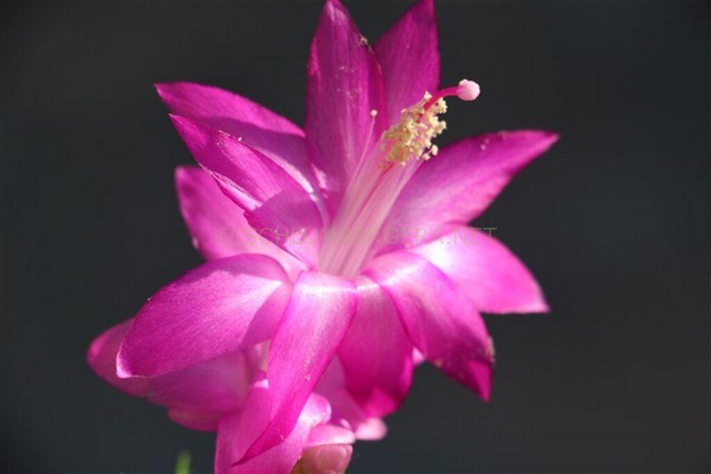 Schlumbergera 'Utopia'