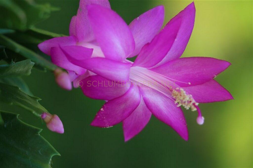 Schlumbergera 'Utopia'
