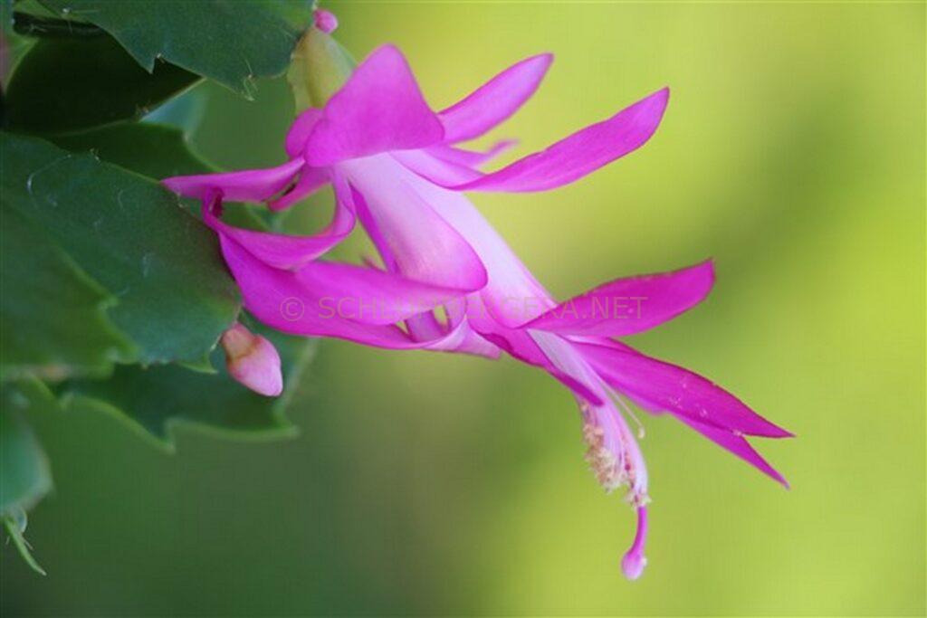 Schlumbergera 'Utopia'