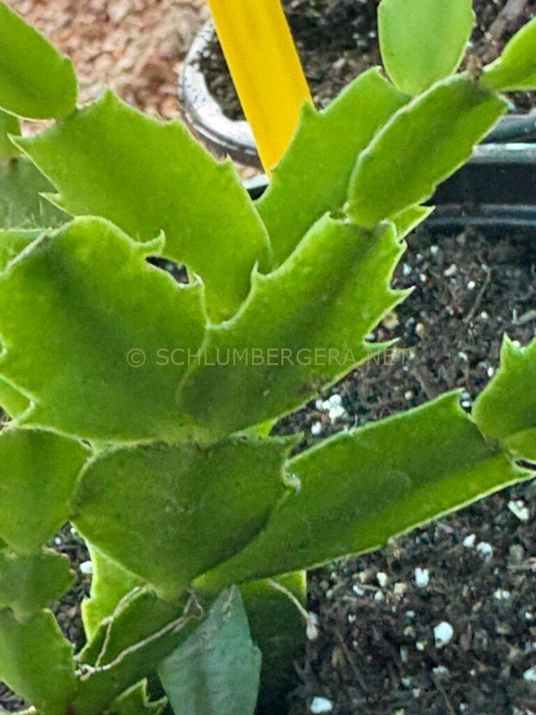Schlumbergera 'Utopia'