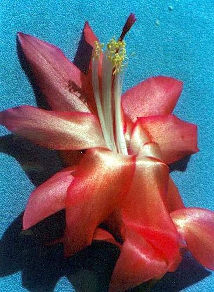 Schlumbergera 'Westraliana Marble Bar'