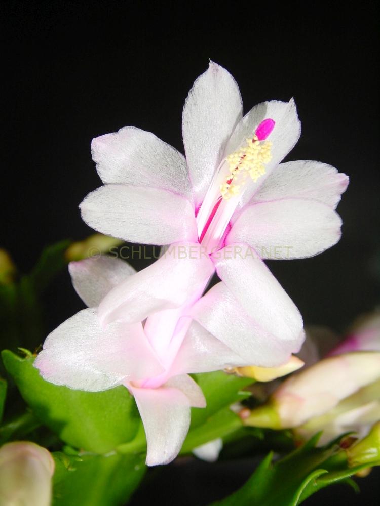 Schlumbergera 'White Eva'