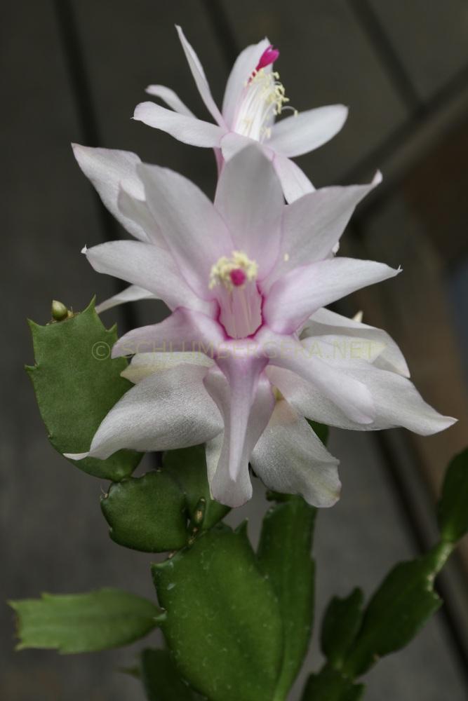 Schlumbergera 'White Fantasy'