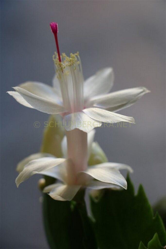 Schlumbergera 'White Feature'