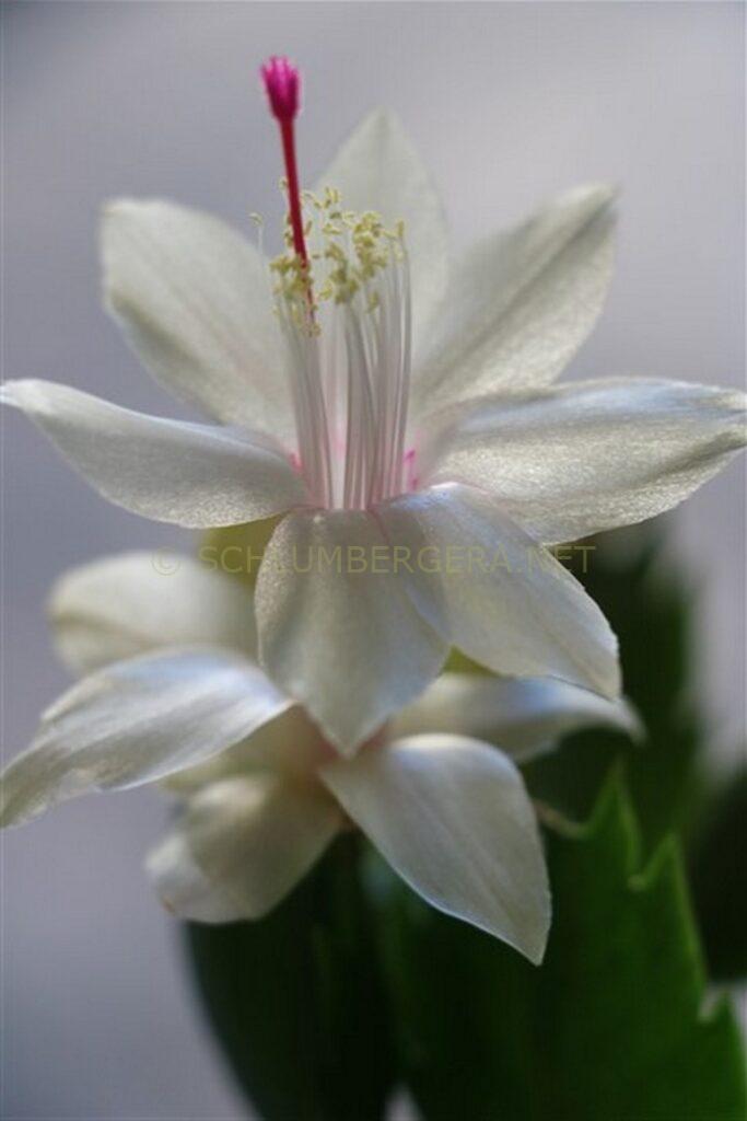 Schlumbergera 'White Feature'
