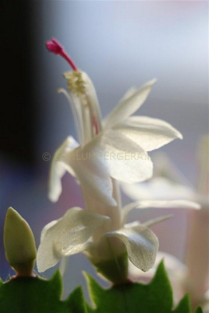 Schlumbergera 'White Feature'