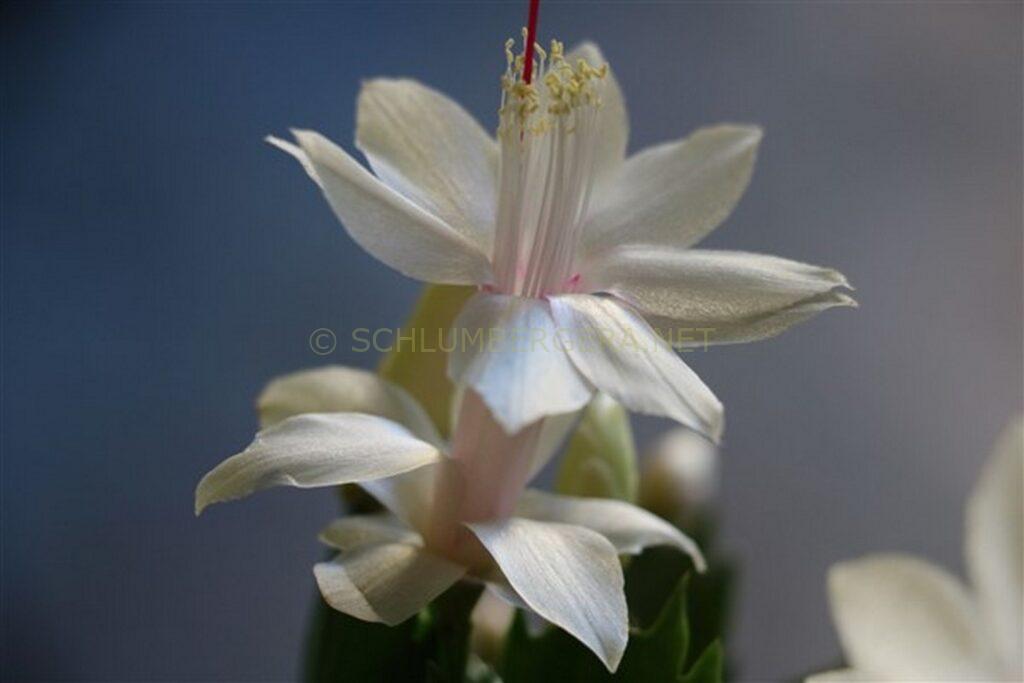 Schlumbergera 'White Feature'