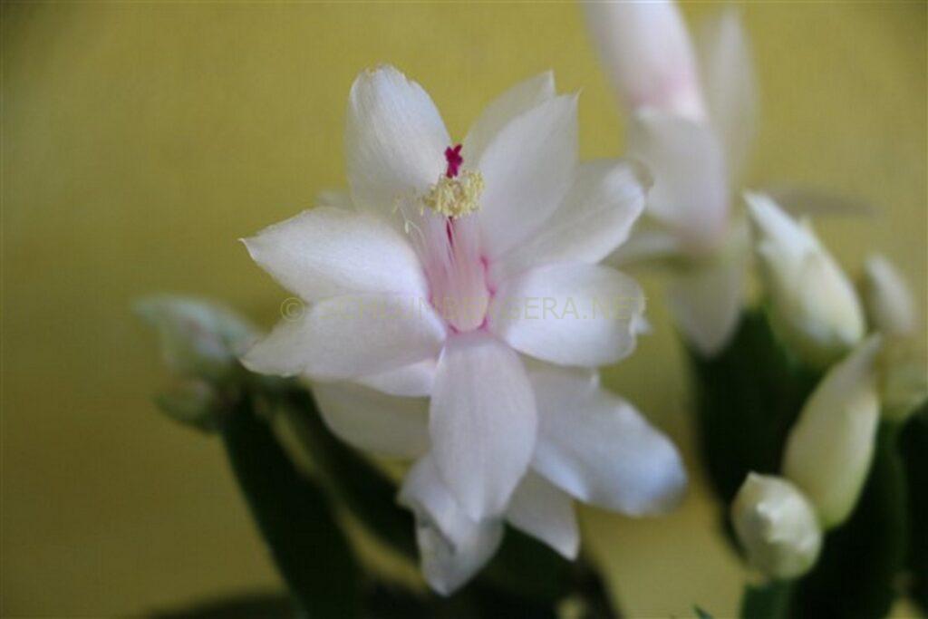 Schlumbergera 'White Love'