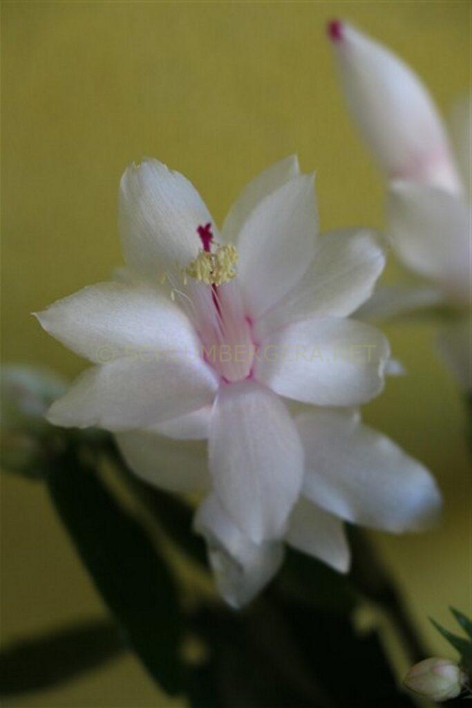 Schlumbergera 'White Love'
