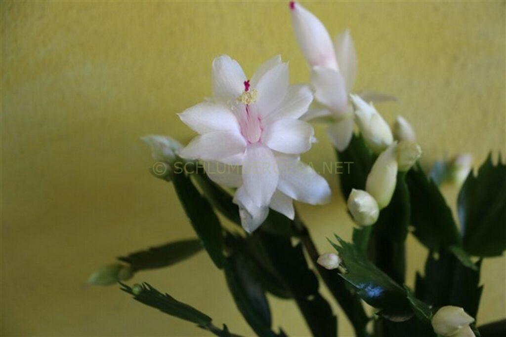 Schlumbergera 'White Love'