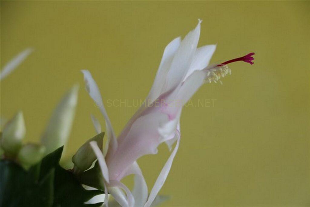 Schlumbergera 'White Love'