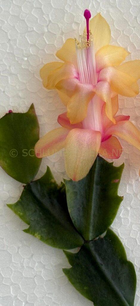 Schlumbergera 'Yellow Dream'