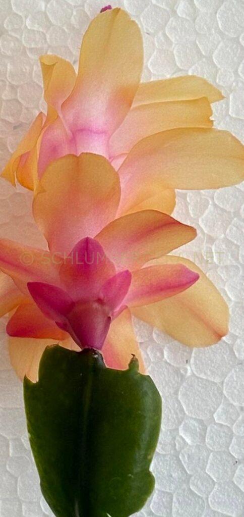 Schlumbergera 'Yellow Dream'