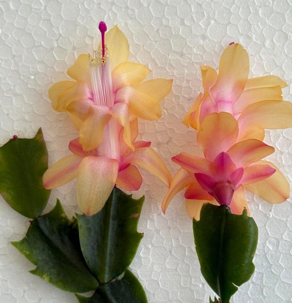 Schlumbergera 'Yellow Dream'