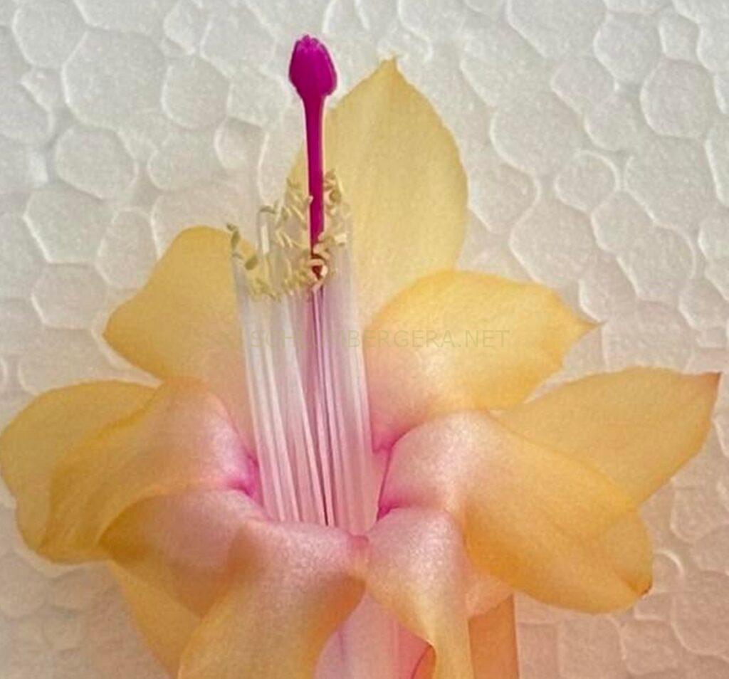 Schlumbergera 'Yellow Dream'