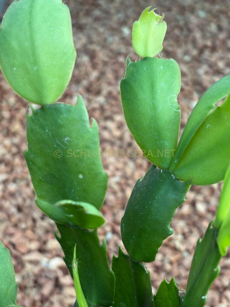 Schlumbergera 'Yellow Dream'