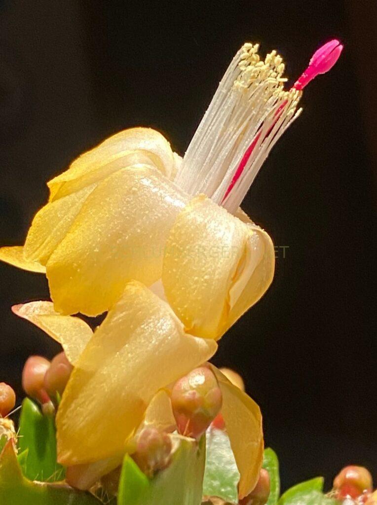 Schlumbergera 'Yellow it is'