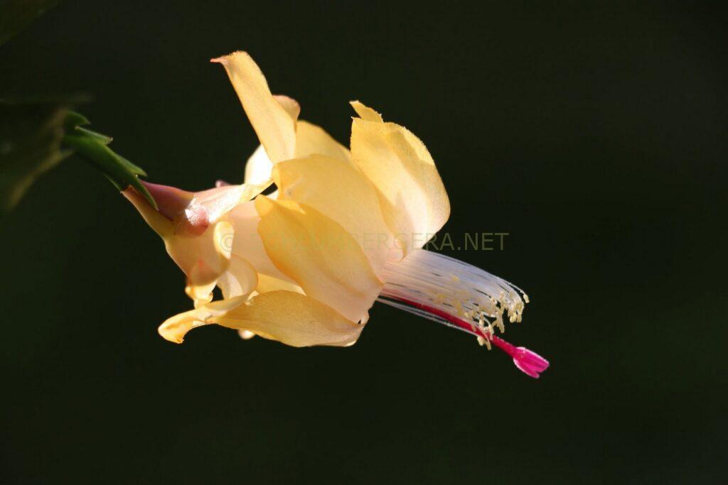 Schlumbergera 'Yellow it is'