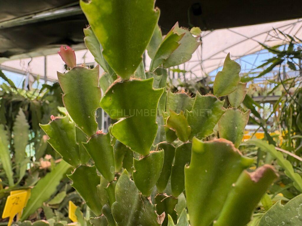 Schlumbergera 'Yellow it is'