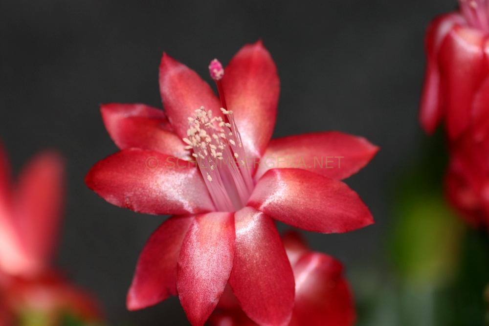 Schlumbergera 'Zaraika'