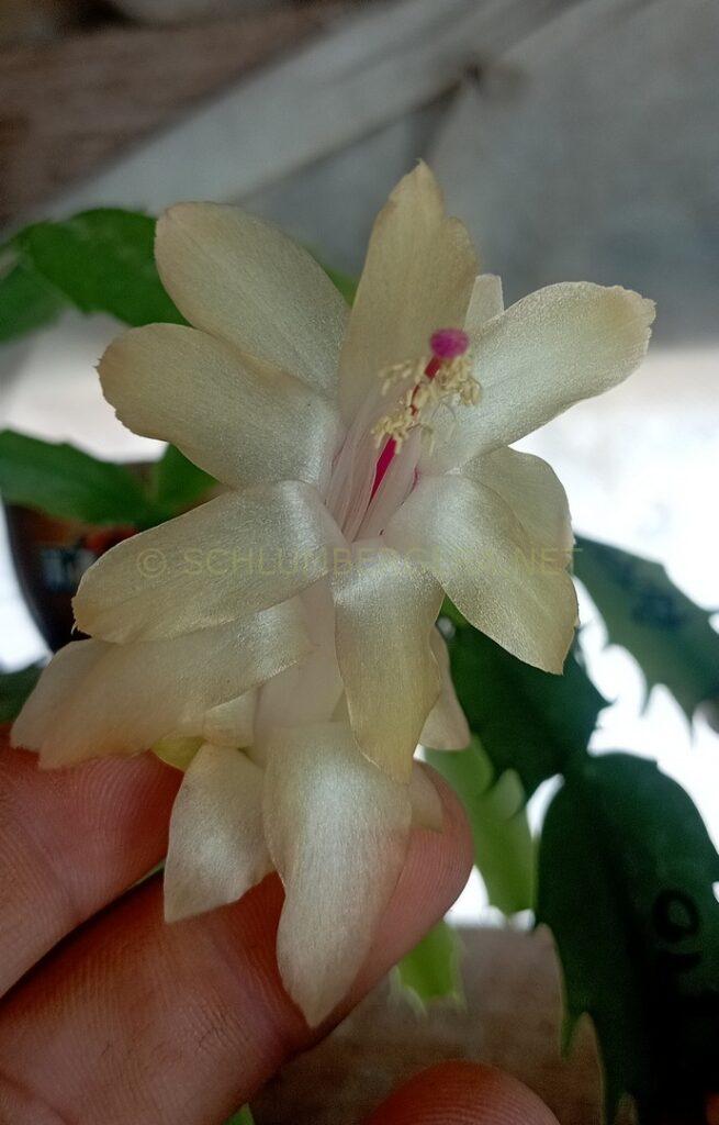 Schlumbergera 'Cecília Celeste'