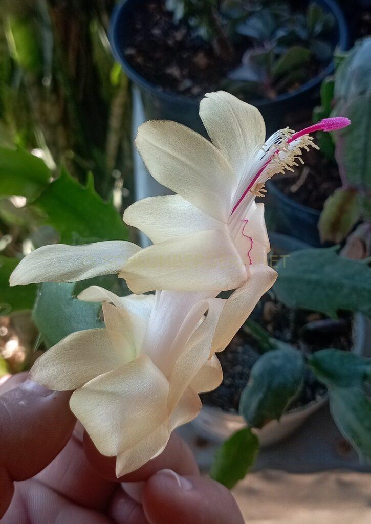 Schlumbergera 'Cecília Celeste'