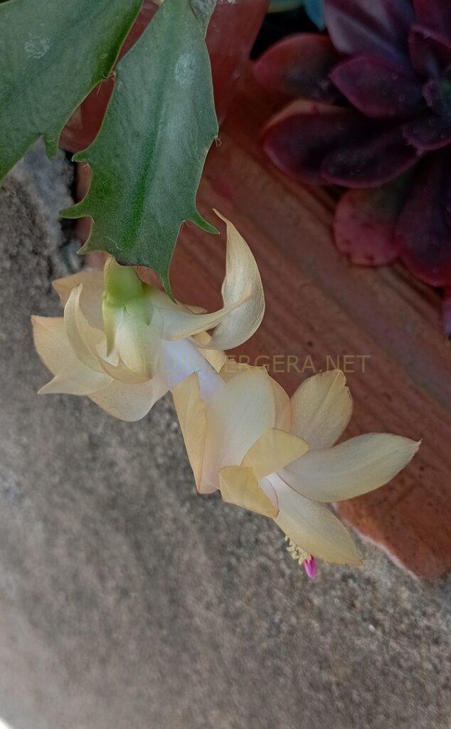 Schlumbergera 'Cecília Celeste'