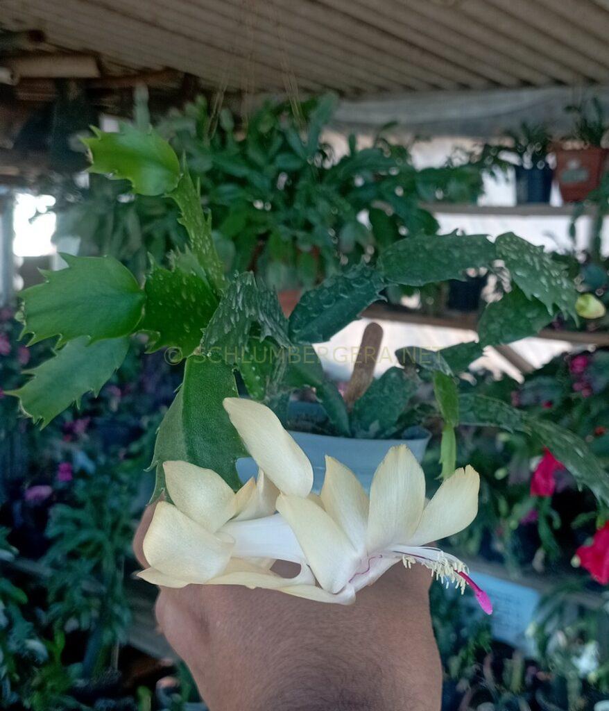 Schlumbergera 'Cecília Celeste'