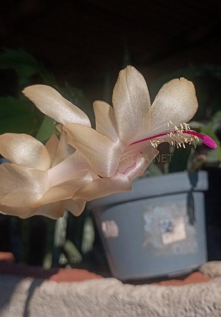 Schlumbergera 'Cecília Celeste'