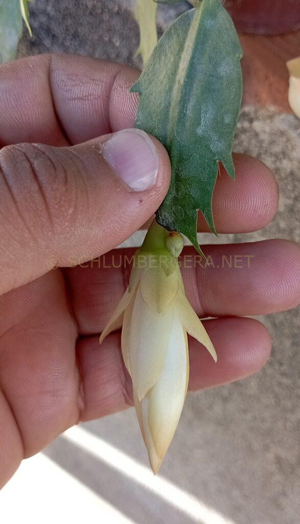 Schlumbergera 'Cecília Celeste'