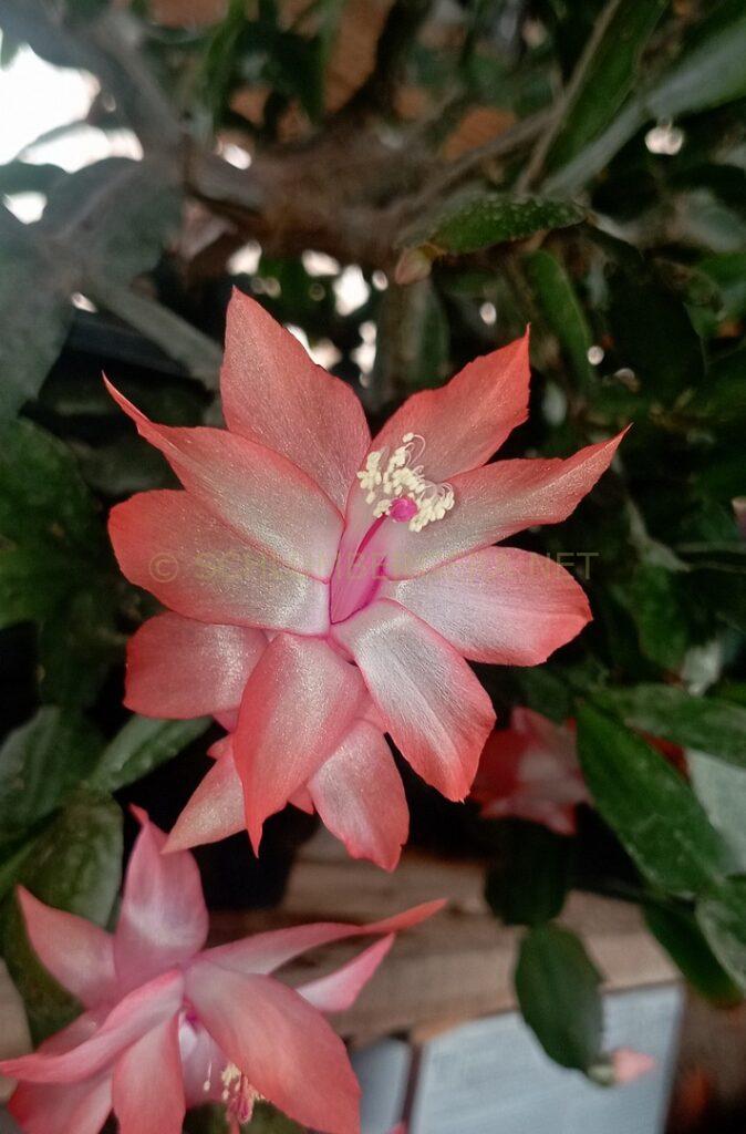 Schlumbergera 'Célia Marinho'