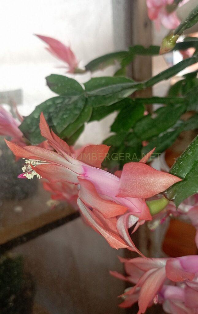 Schlumbergera 'Célia Marinho'