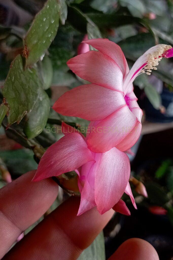 Schlumbergera 'Célia Marinho'