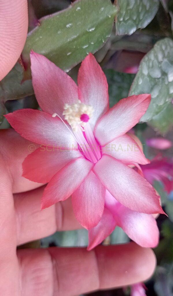 Schlumbergera 'Célia Marinho'