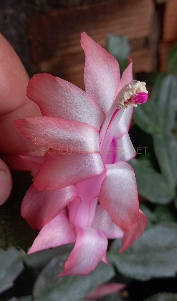 Schlumbergera 'Célia Marinho'