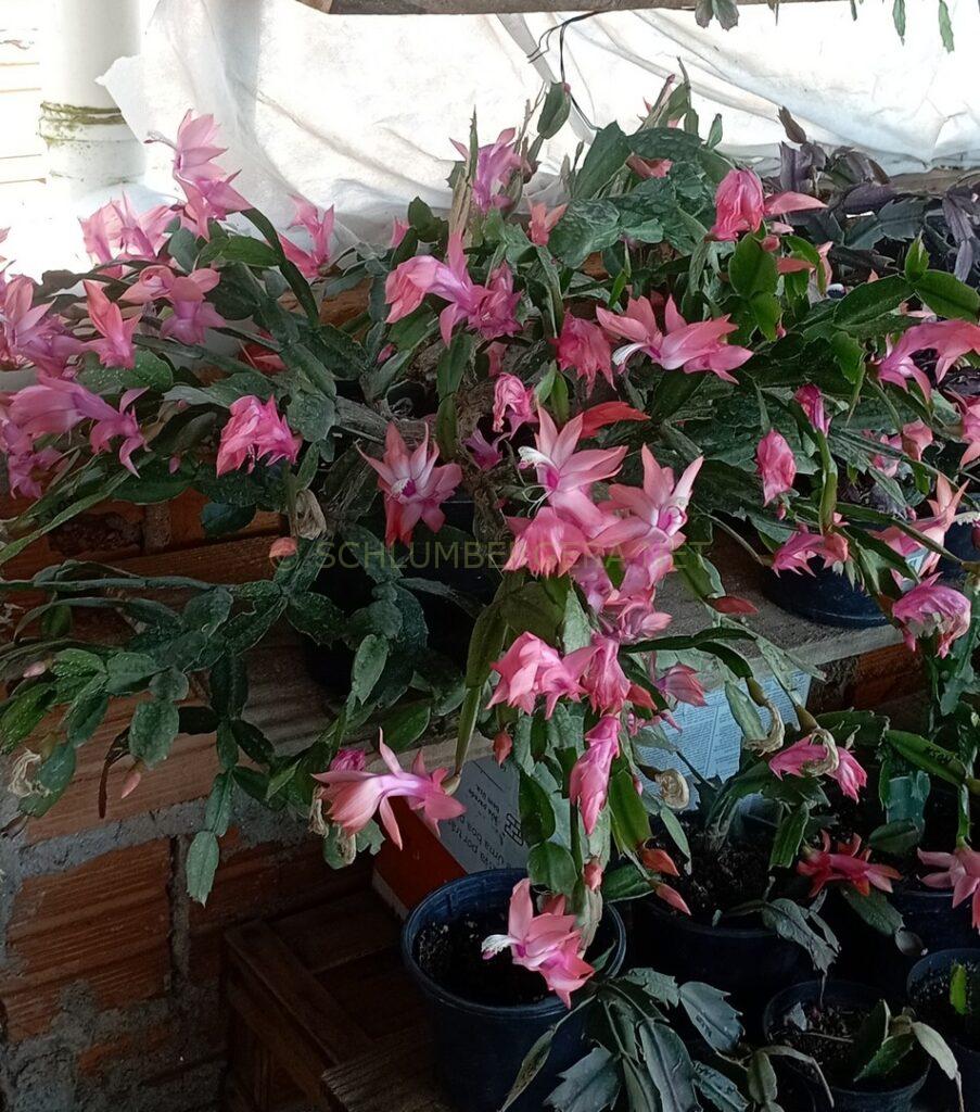 Schlumbergera 'Célia Marinho'