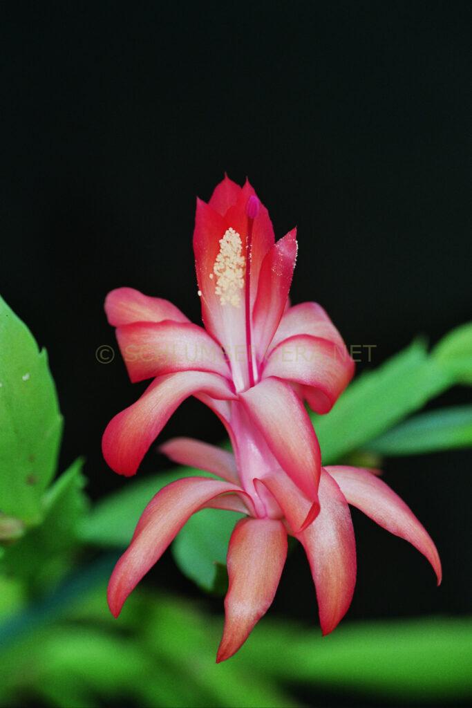 Schlumbergera 'Duchess of York'